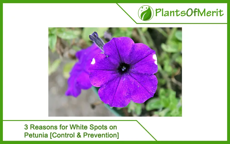 3 Reasons for White Spots on Petunia