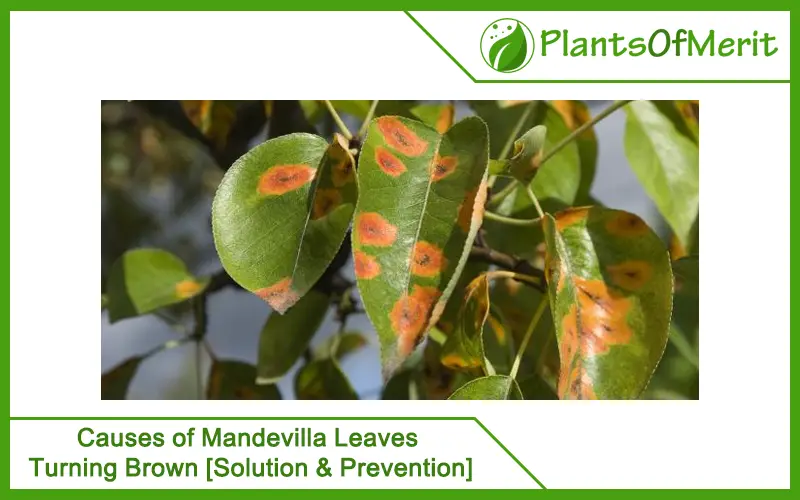 4 Causes of Mandevilla Leaves Turning Brown [Solution & Prevention]