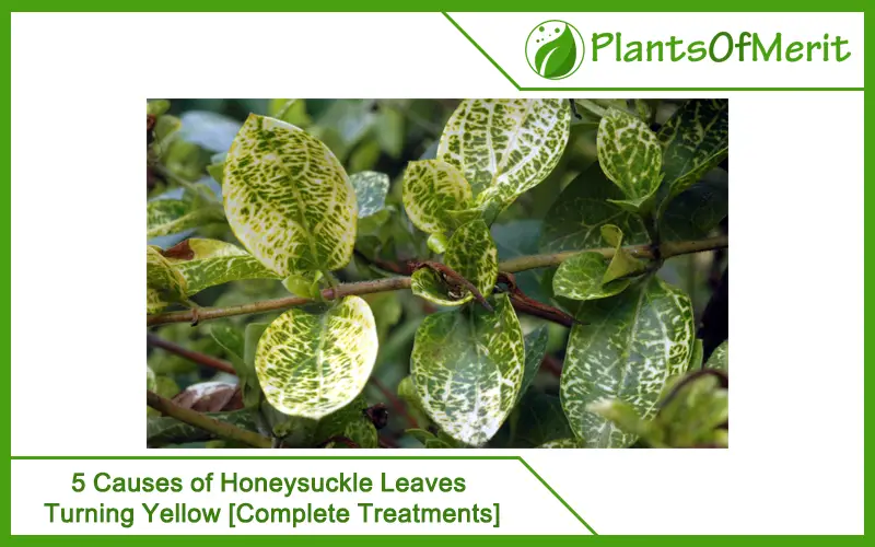 5 Causes of Honeysuckle Leaves Turning Yellow