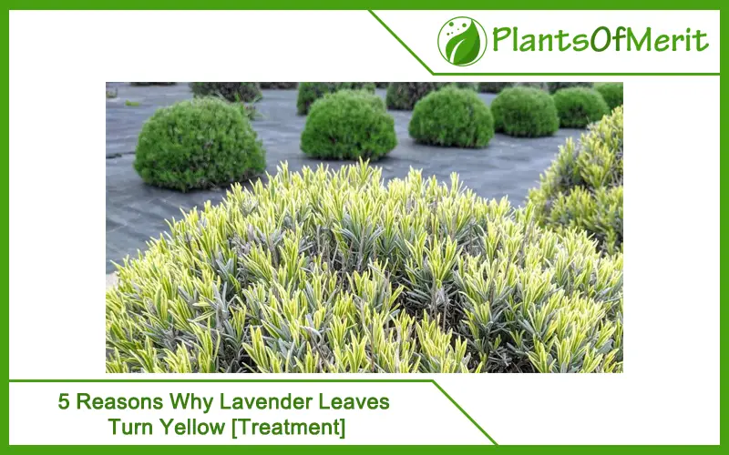 5 Reasons Why Lavender Leaves Turn Yellow