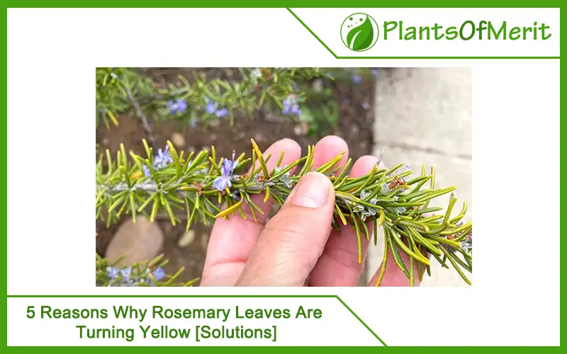 5 Reasons Why Rosemary Leaves Are Turning Yellow