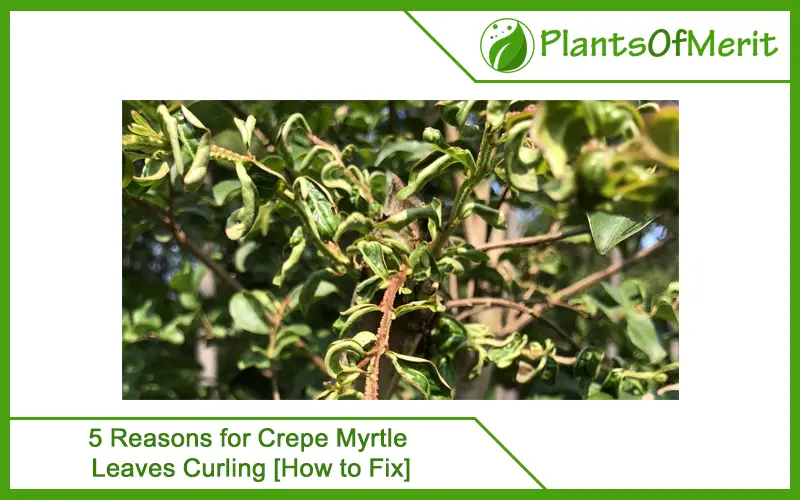 5 Reasons for Crepe Myrtle Leaves Curling [How to Fix]