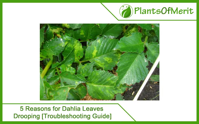 5 Reasons for Dahlia Leaves Drooping [Troubleshooting Guide]
