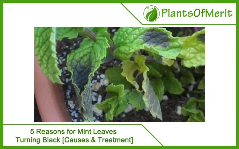 5 Reasons for Mint Leaves Turning Black