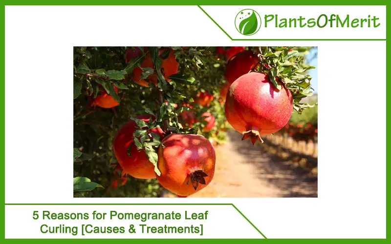 5 Reasons for Pomegranate Leaf Curling