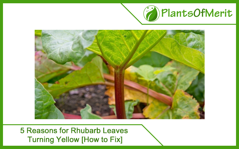 5 Reasons for Rhubarb Leaves Turning Yellow [How to Fix]