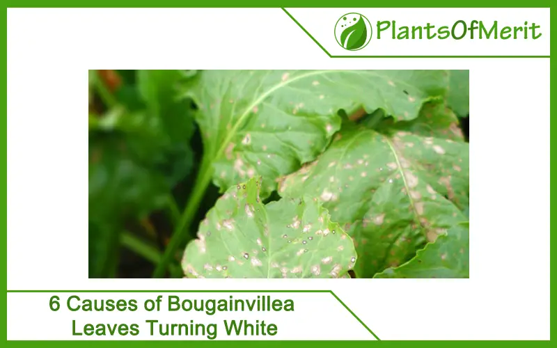 Causes of Bougainvillea Leaves Turning White