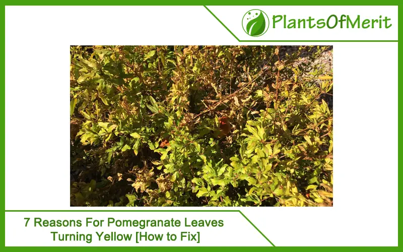 7 Reasons For Pomegranate Leaves Turning Yellow
