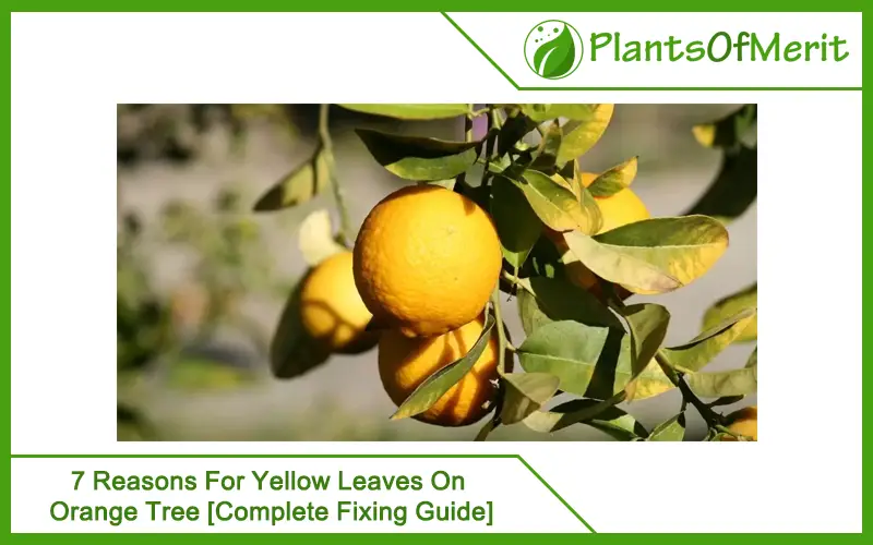 7 Reasons For Yellow Leaves On Orange Tree