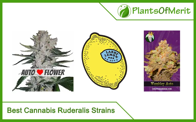 Best Cannabis Ruderalis Strains