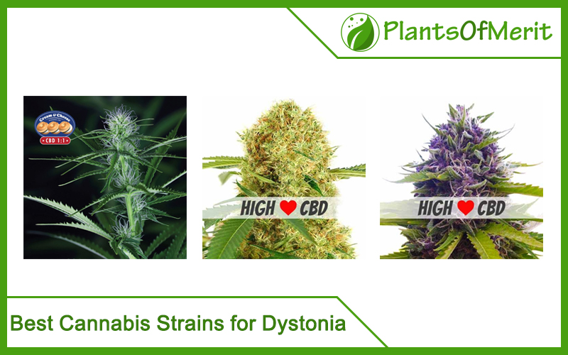 Best Cannabis Strains for Dystonia