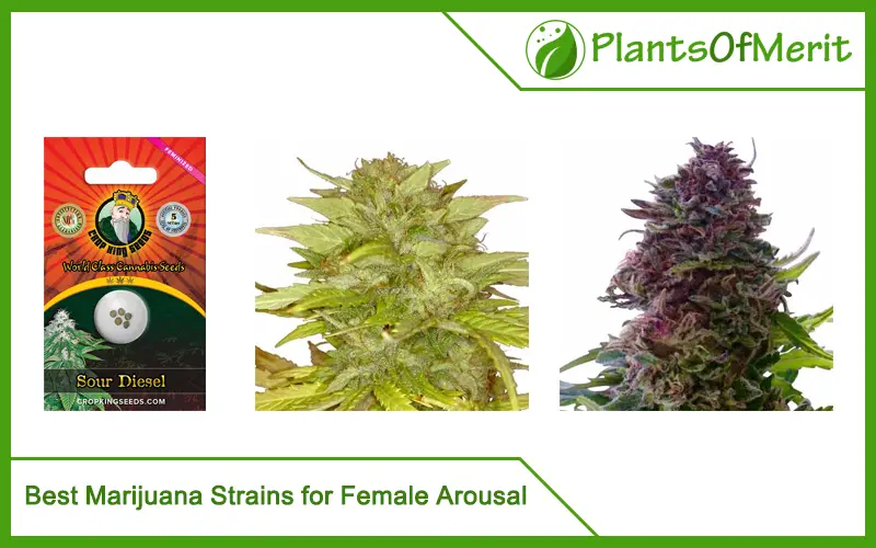 Best Marijuana Strains for Female Arousal