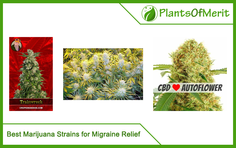 Best Marijuana Strains for Migraine Relief