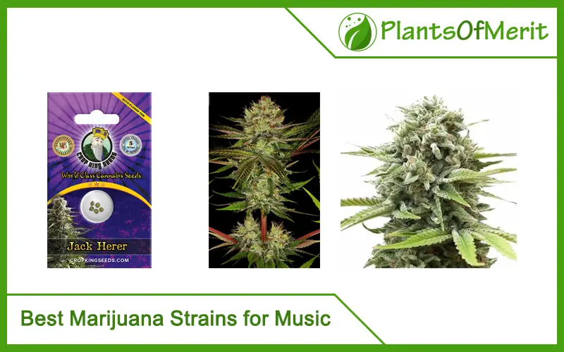 Best Marijuana Strains for Music