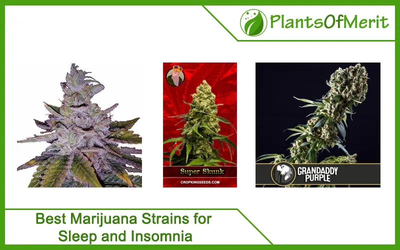 Best Marijuana Strains for Sleep and Insomnia