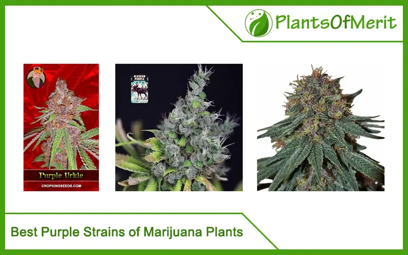 Best Purple Strains of Marijuana Plants