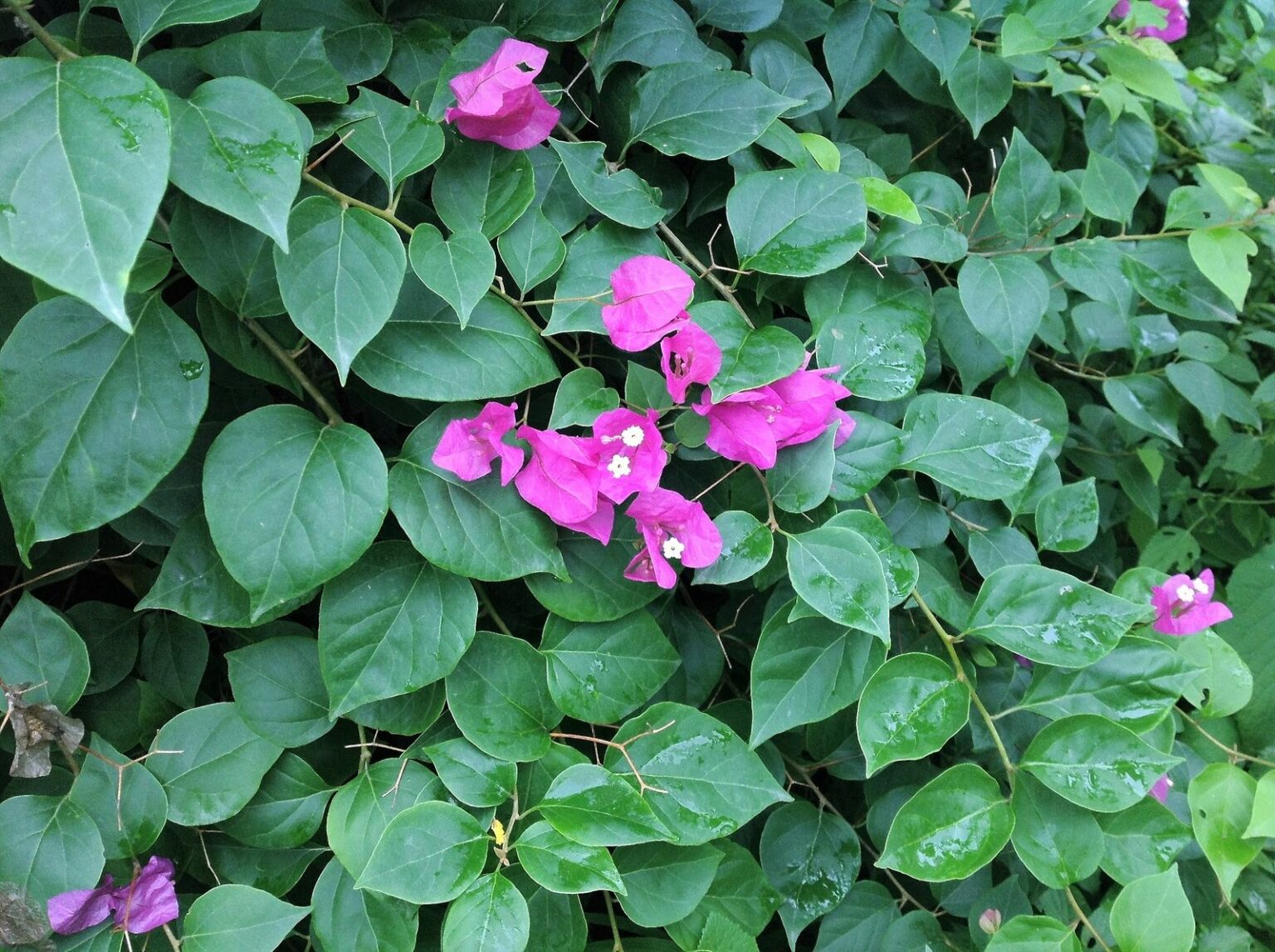 6 Causes of Bougainvillea Leaves Turning White [Solutions] Plants Of