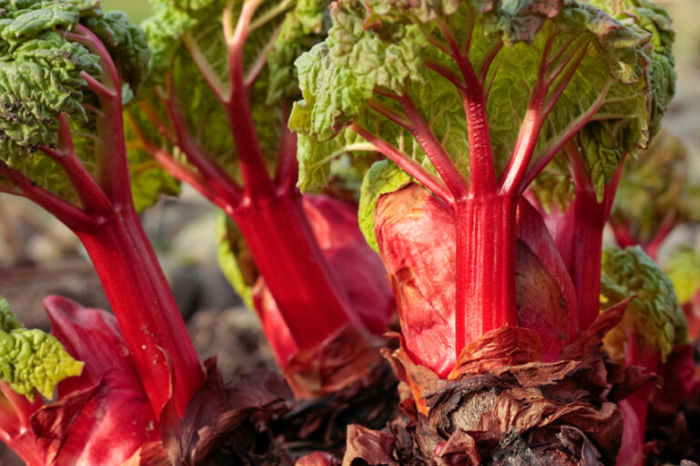 5 Reasons for Rhubarb Leaves Turning Yellow [How to Fix] Plants Of Merit