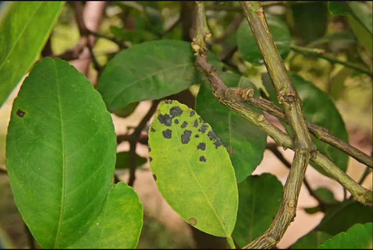 3 Reasons for Brown Spots on Orange Tree Leaves [Treatment Guide] Plants Of Merit