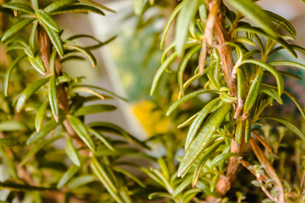 5 Reasons Why Rosemary Leaves Are Turning Yellow [Solutions] Plants