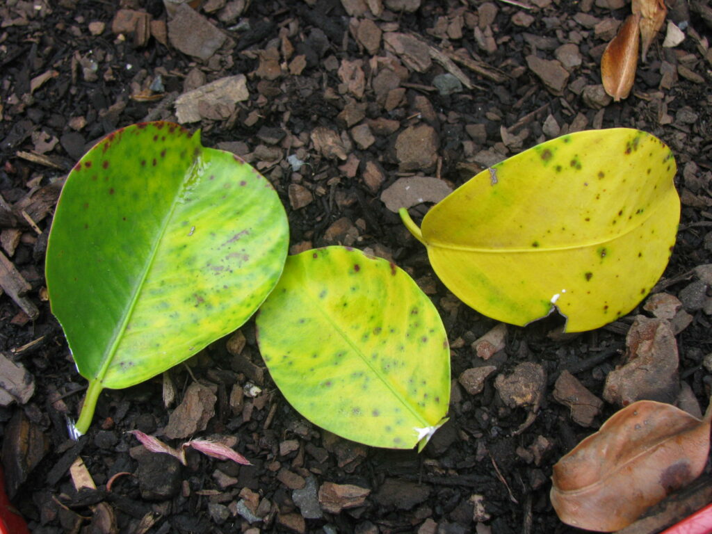 4 Causes of Mandevilla Leaves Turning Brown [Solution & Prevention