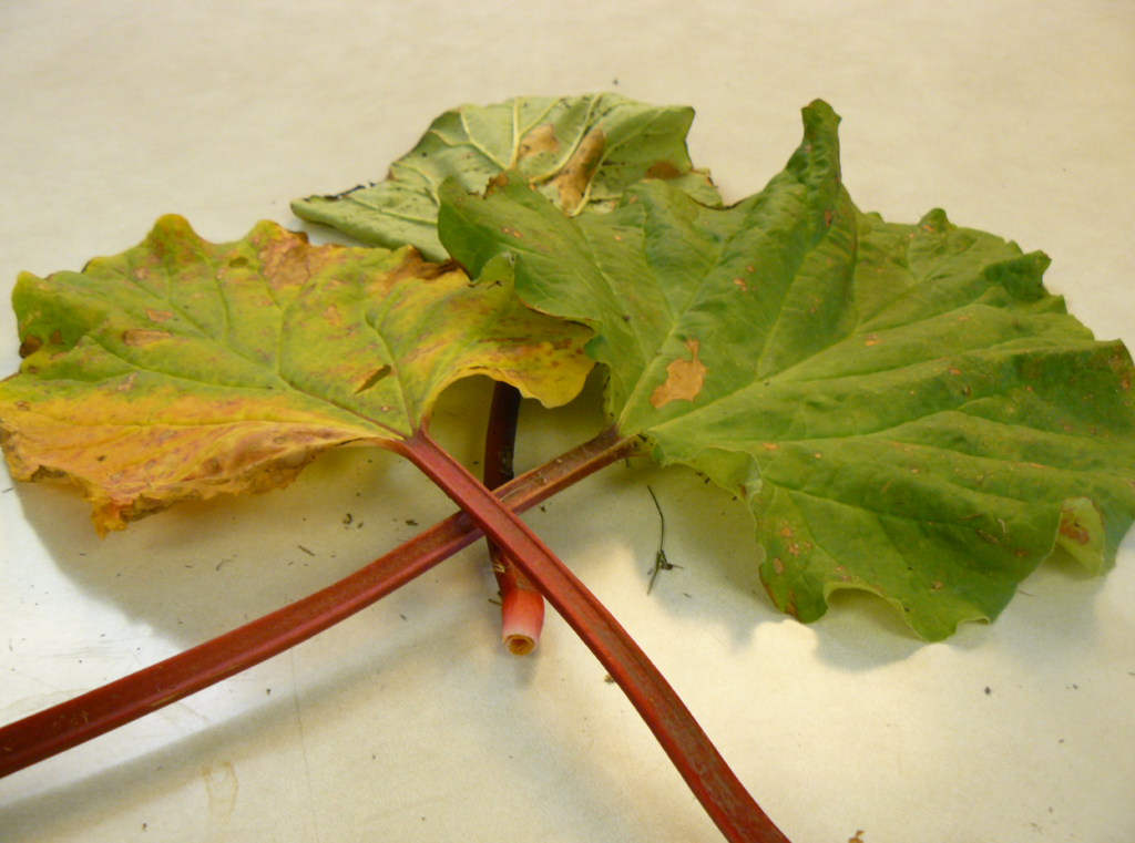 5 Reasons for Rhubarb Leaves Turning Yellow [How to Fix] Plants Of Merit