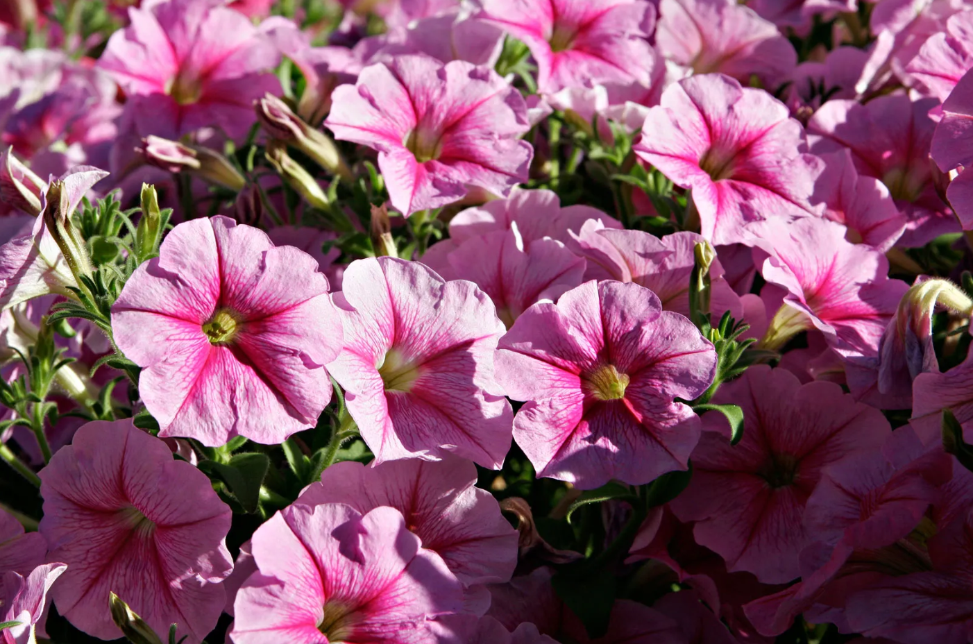 Is Petunia pest free