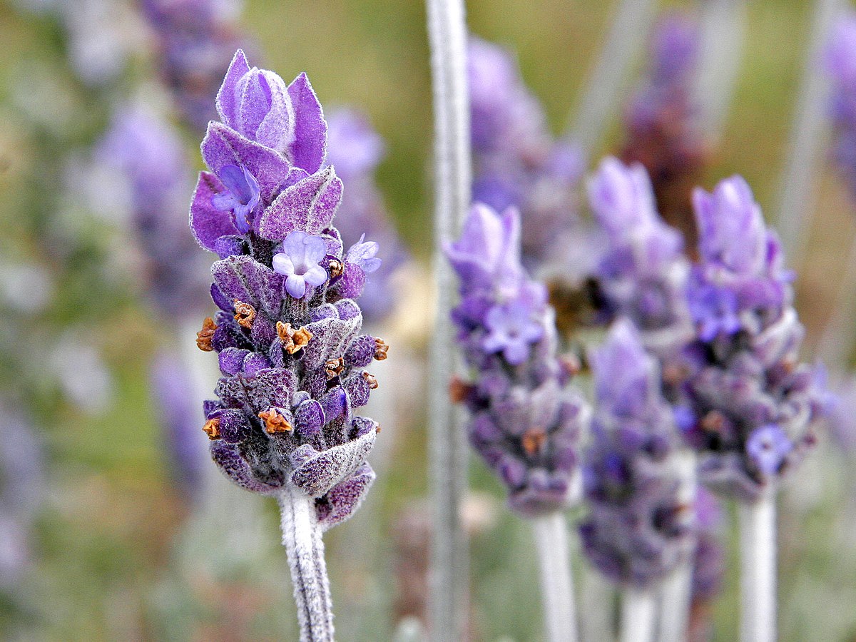 Lavender Plant Is Dying