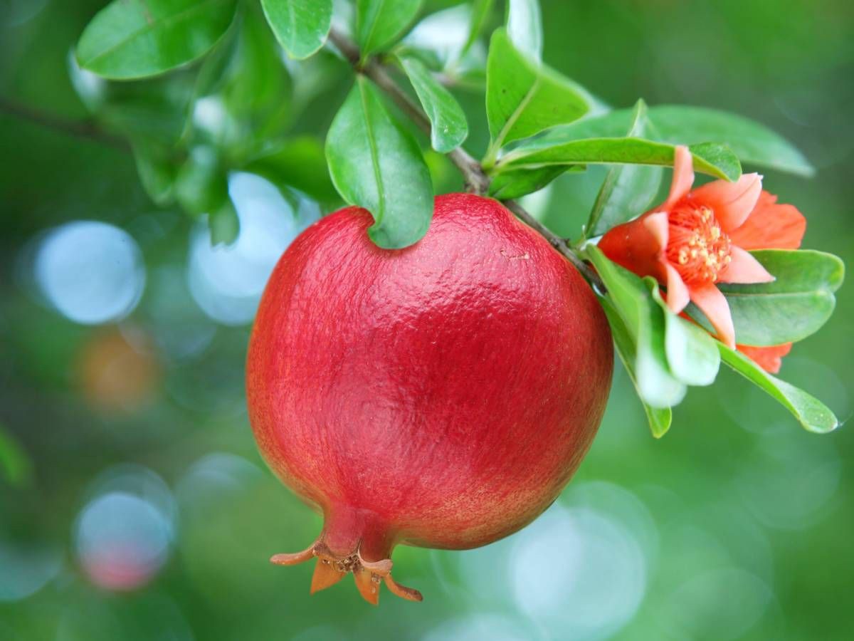 Reasons For Pomegranate Leaves Turning Yellow