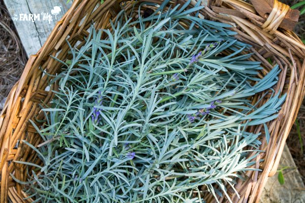 Reasons Why Lavender Leaves Turn Yellow