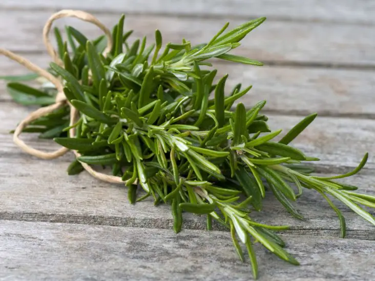 Reasons Why Rosemary Leaves Are Turning Yellow