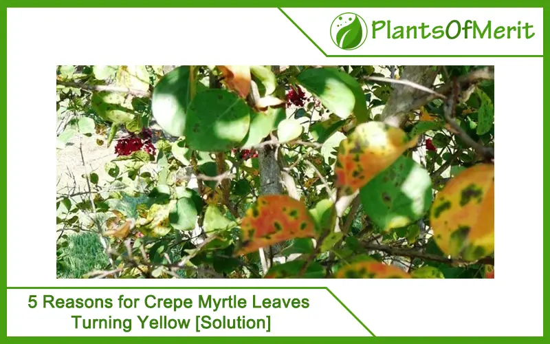 Reasons for Crepe Myrtle Leaves Turning Yellow