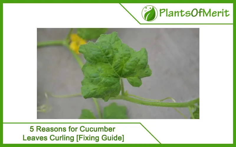 Reasons for Cucumber Leaves Curling