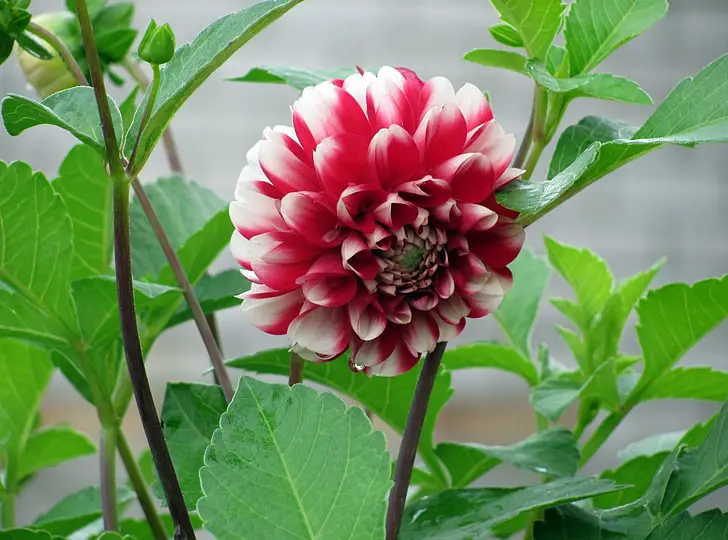 Reasons for Dahlia Leaves Drooping