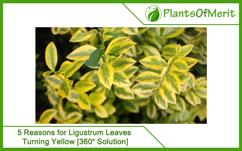 Reasons for Ligustrum Leaves Turning Yellow