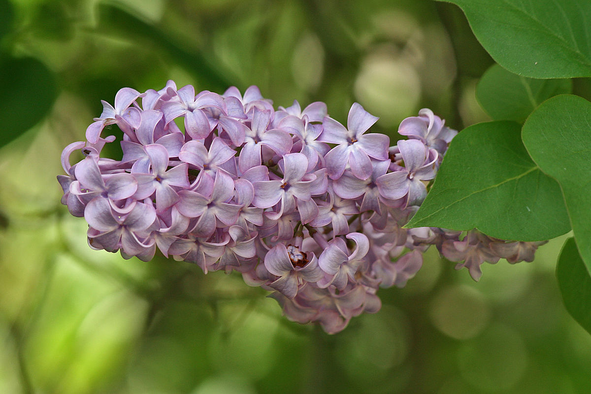 Reasons for Lilac Leaves Curling