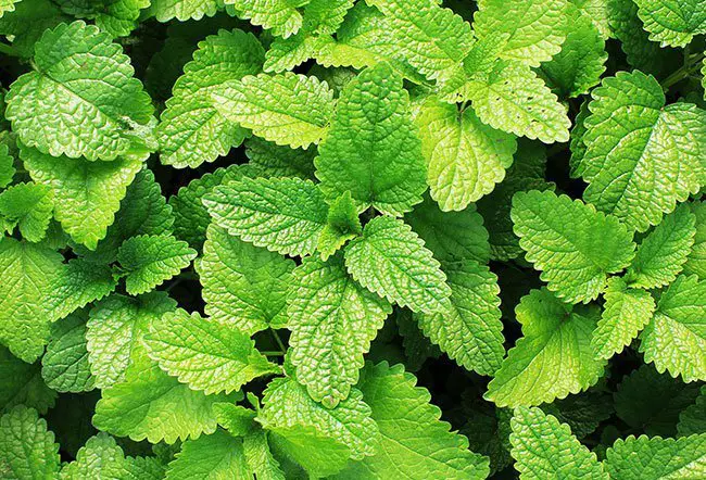 Reasons for Mint Leaves Turning Black