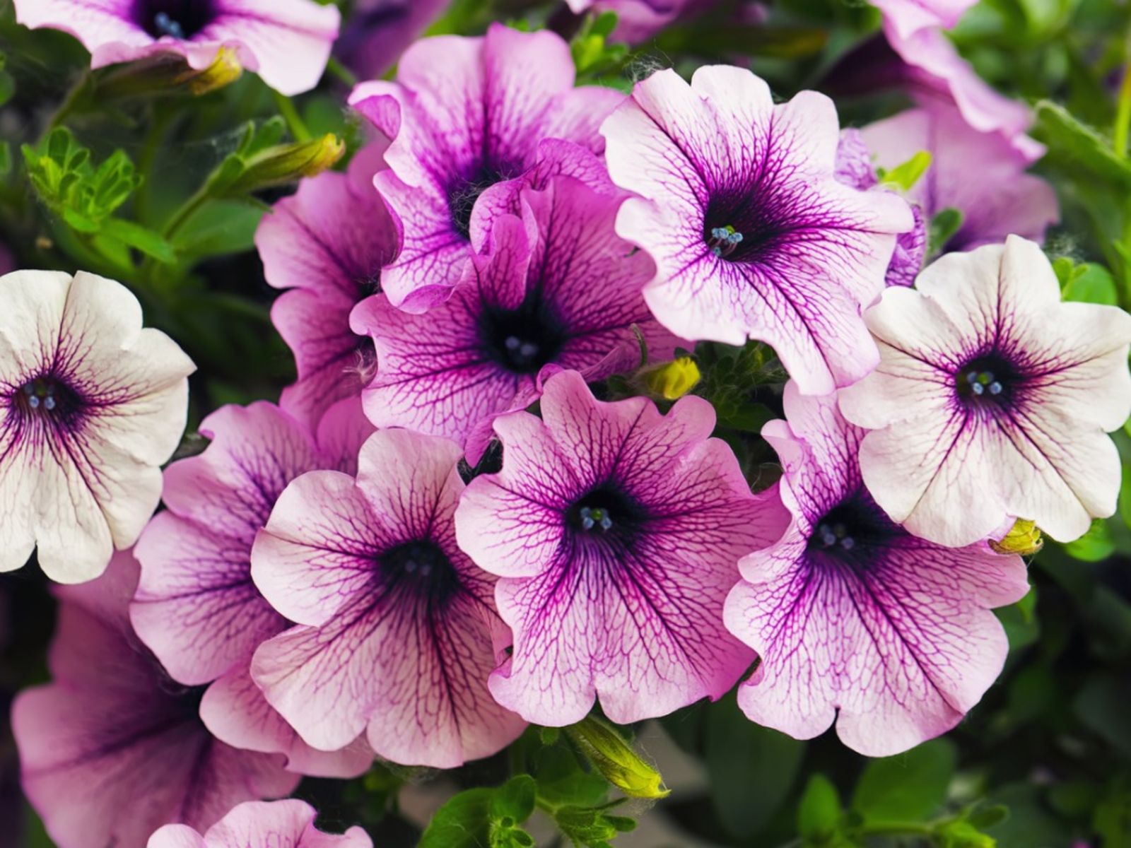 Reasons for White Spots on Petunia