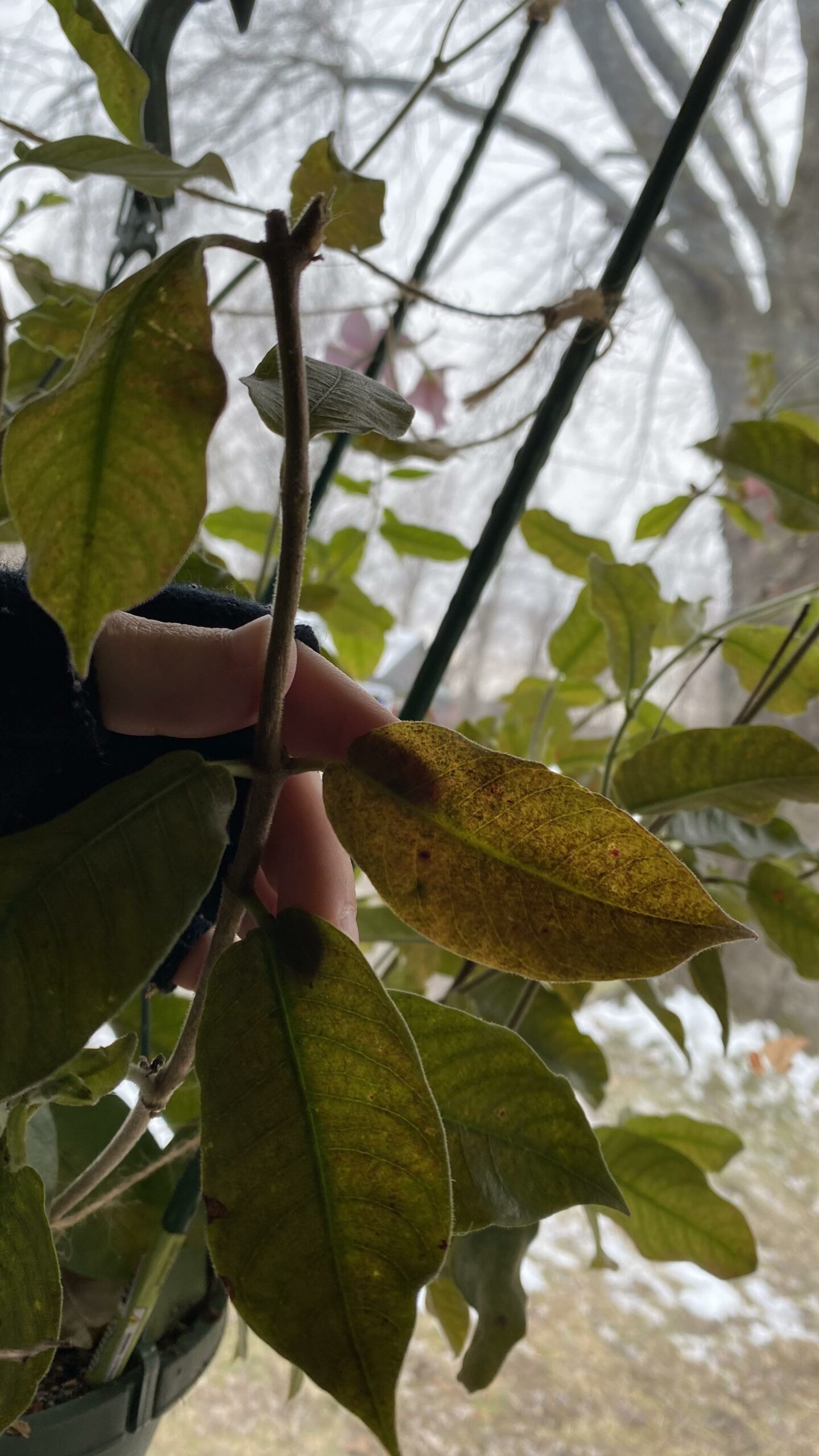 Reasons why Mandevilla Leaves are Turning Brown