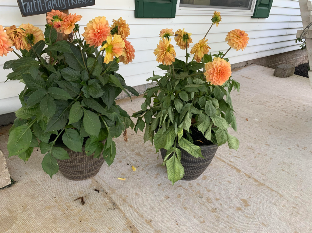 5 Reasons for Dahlia Leaves Drooping [Troubleshooting Guide] - Plants ...