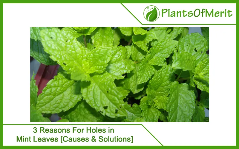  3 Reasons For Holes in Mint Leaves [Causes & Solutions]