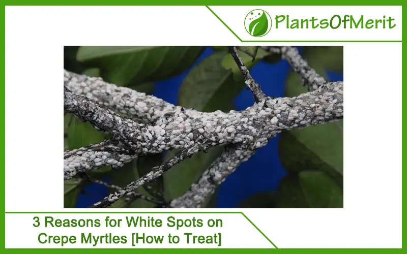 3 Reasons for White Spots on Crepe Myrtles