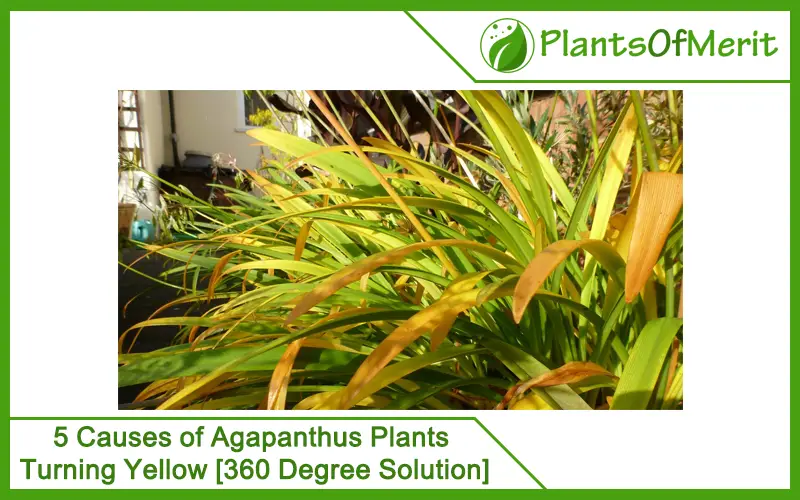 5 Causes of Agapanthus Plants Turning Yellow 