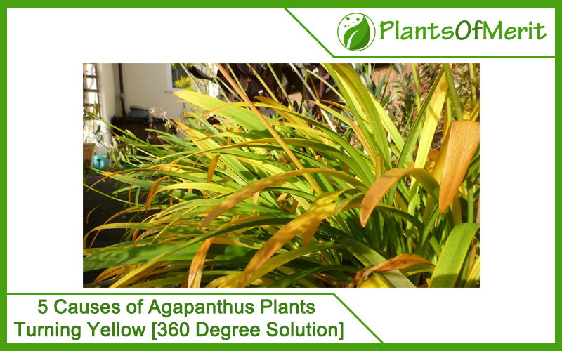 5 Causes of Agapanthus Plants Turning Yellow