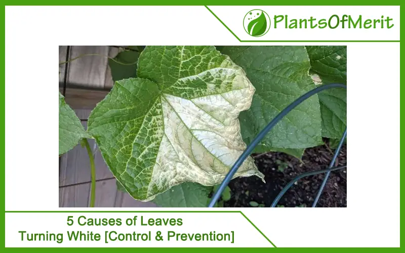 5 Causes of Leaves Turning White [Control & Prevention]