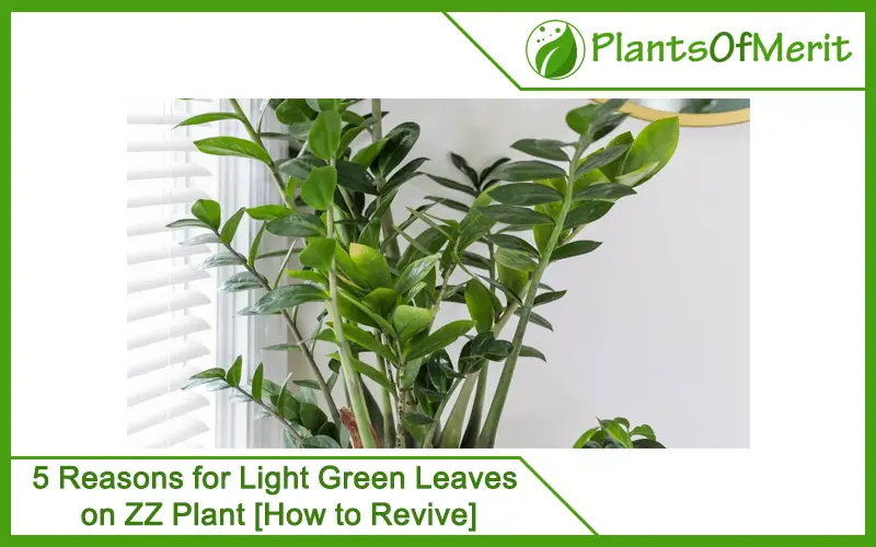 5 Reasons for Light Green Leaves on ZZ Plant [How to Revive]