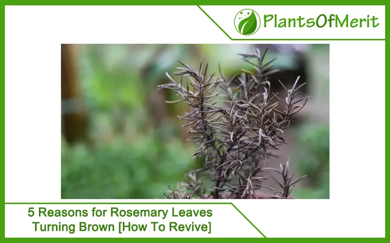 5 Reasons for Rosemary Leaves Turning Brown [How To Revive]
