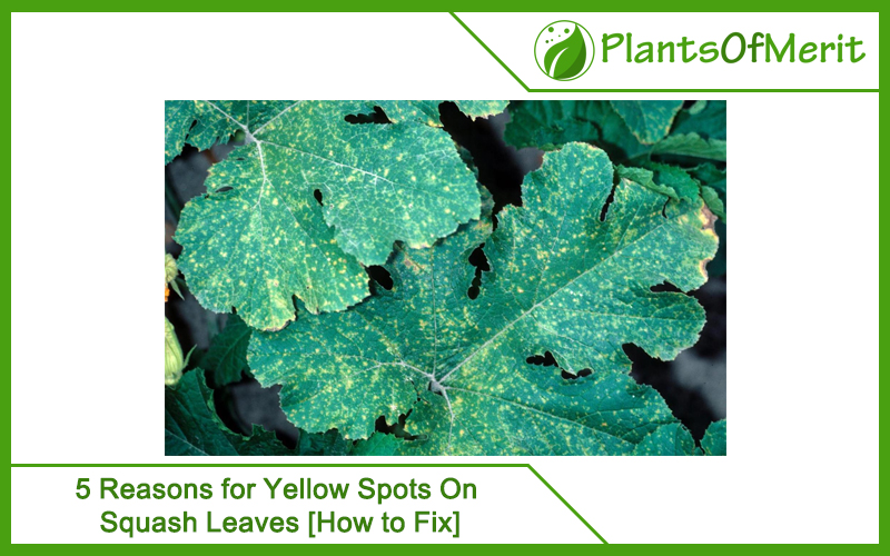5 Reasons for Yellow Spots On Squash Leaves