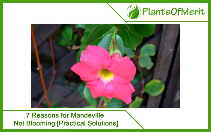 7 Reasons for Mandeville Not Blooming [Practical Solutions]