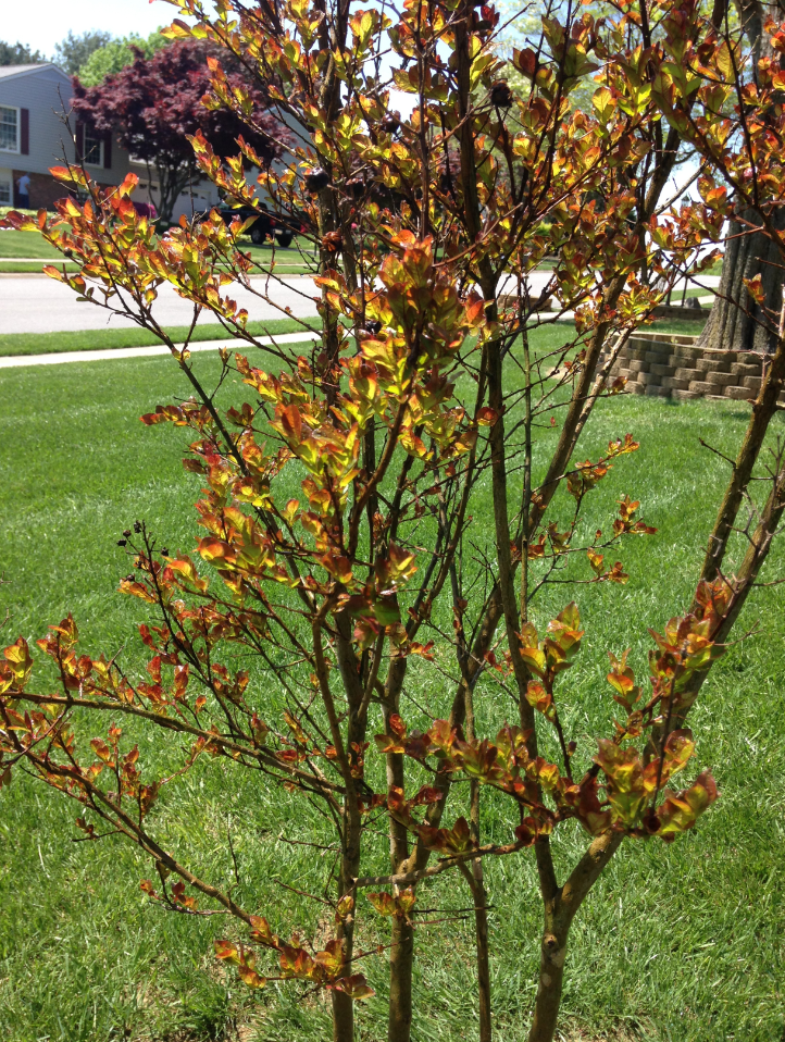 Aphids On Crepe Myrtles